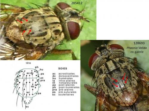 Phaonia valida